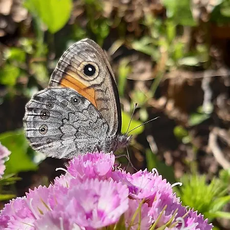 Appartement Lechnerhof