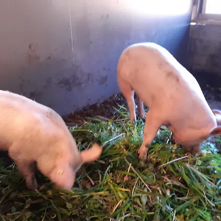 Lechnerhof Апартаменты *