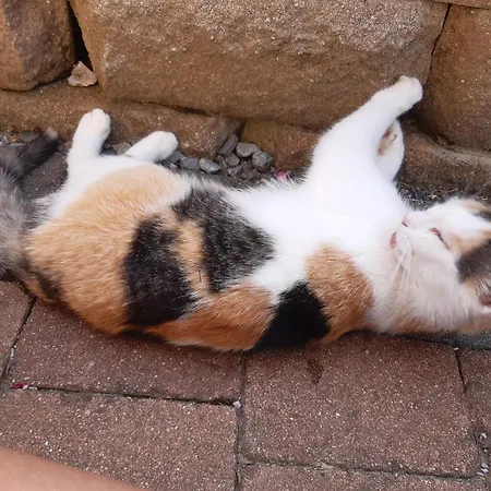 Апартаменты Lechnerhof *