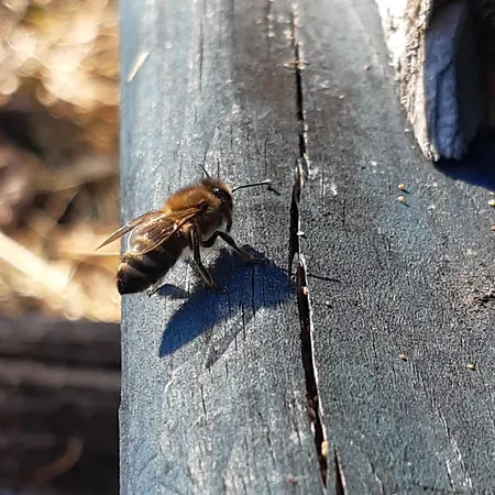 Appartement Lechnerhof *