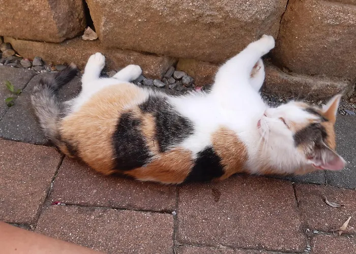 Apartment Lechnerhof *