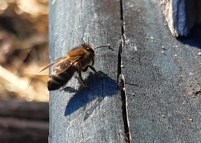 Apartment Lechnerhof *